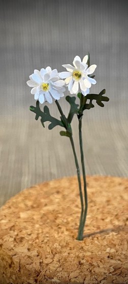 daisy1